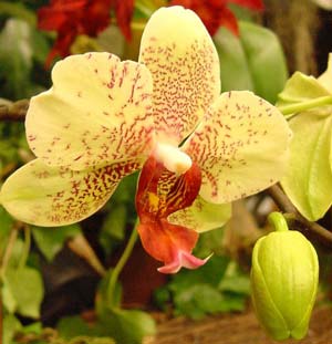 Picture 1 of The flowering of Ho Diep orchids