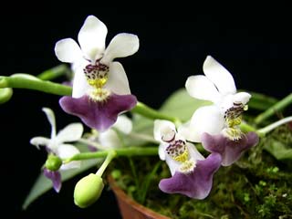 Picture 2 of The flowering of Ho Diep orchids