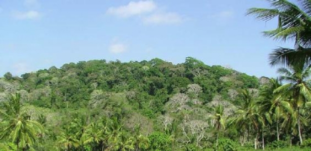 Picture 1 of The forests of Kaya of Mijikenda people