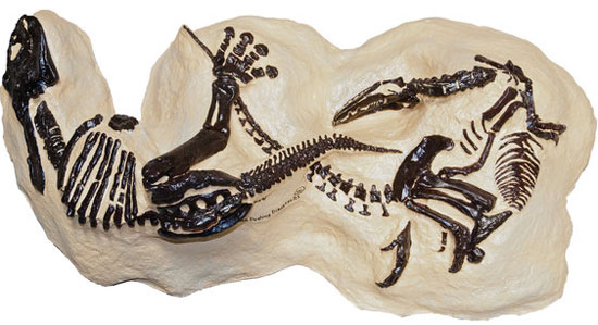Picture 1 of The fossil 'great war of dinosaurs' is auctioned