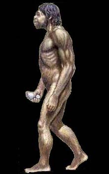 Picture 2 of The fossil Hobbit is not of a new breed of Homonid family.