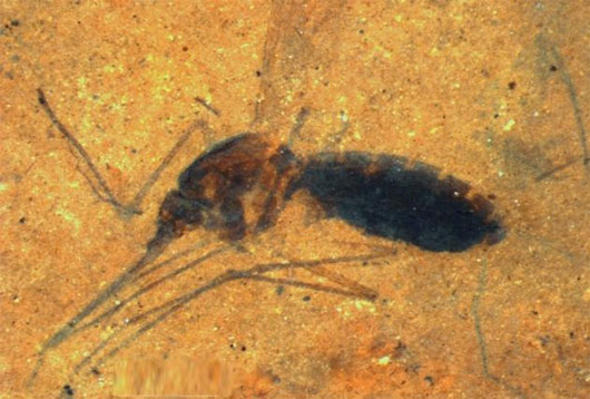 Picture 1 of The fossil mosquito is 46 million years old