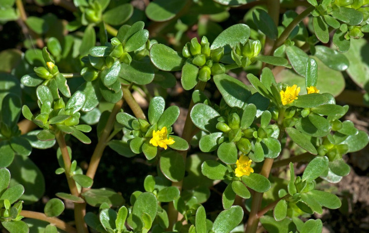 The four types of 'longevity vegetables' praised by China grow ...