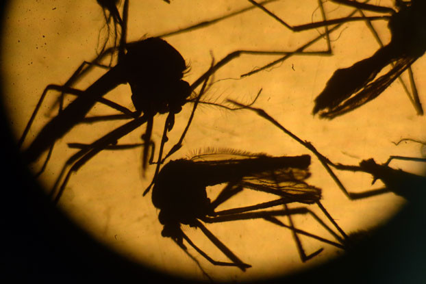 Picture 1 of The fourth Zika patient in Vietnam is a German