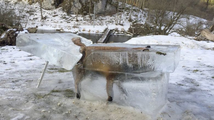 Picture 1 of The fox froze in the coffin between the cold -30 degrees Celsius