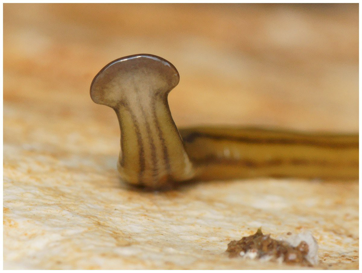Picture 1 of The French scientists were stunned to realize that the nation was being invaded by giant worms