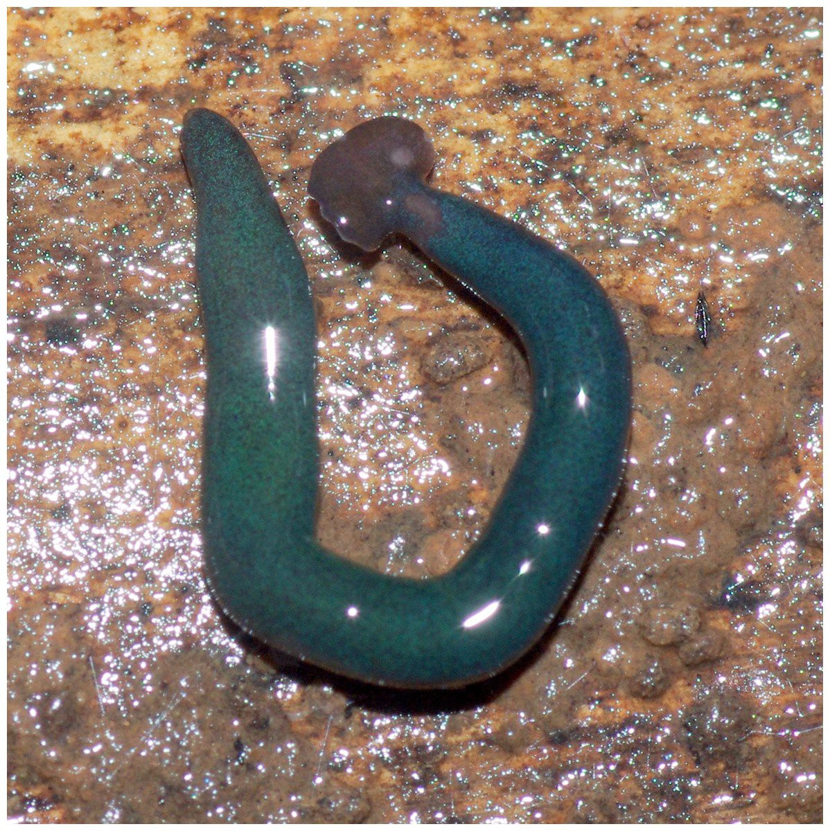 Picture 2 of The French scientists were stunned to realize that the nation was being invaded by giant worms