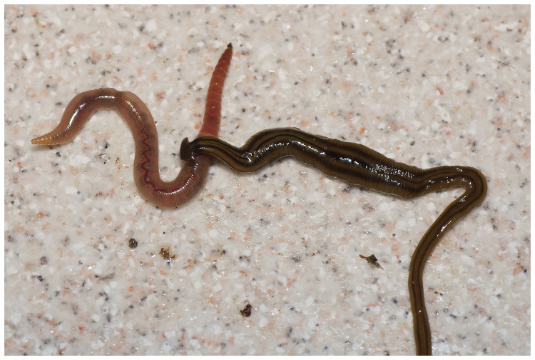 Picture 4 of The French scientists were stunned to realize that the nation was being invaded by giant worms