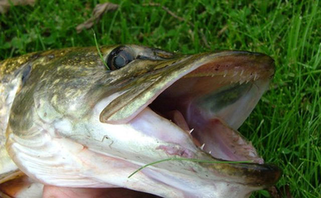 Picture 4 of The 'fresh water monster' species makes swimmers run away from slippers