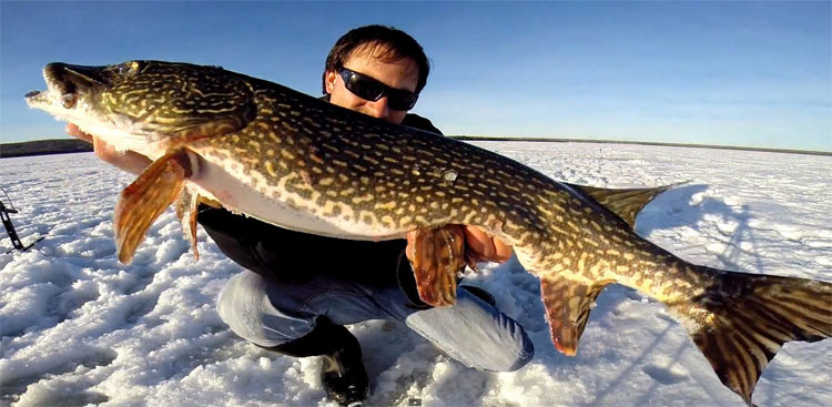 Picture 5 of The 'fresh water monster' species makes swimmers run away from slippers