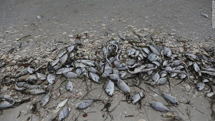 Picture 1 of The frightening phenomenon caused thousands of sudden death in America