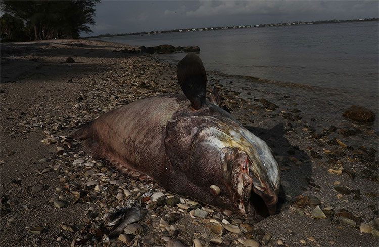 Picture 4 of The frightening phenomenon caused thousands of sudden death in America