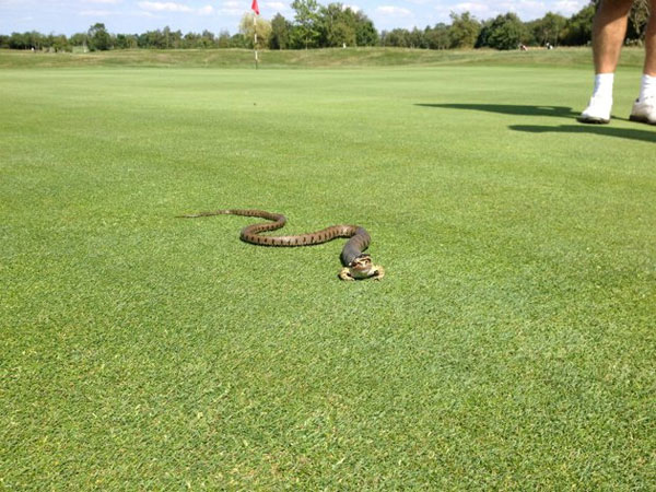 Picture 2 of The frog survived despite being swallowed by snakes