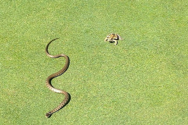 Picture 4 of The frog survived despite being swallowed by snakes