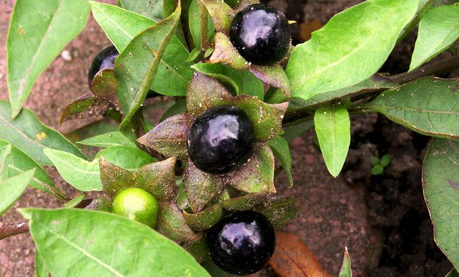 Picture 1 of The fruits absolutely do not eat if lost in the forest