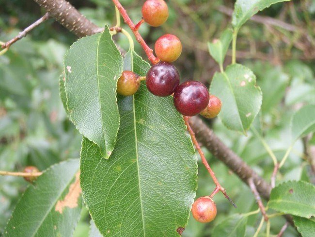 Picture 2 of The fruits absolutely do not eat if lost in the forest