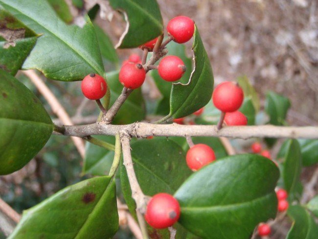 Picture 3 of The fruits absolutely do not eat if lost in the forest