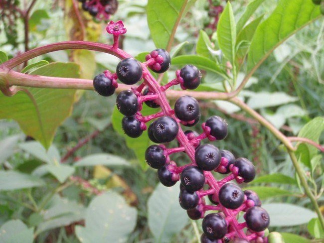 Picture 4 of The fruits absolutely do not eat if lost in the forest