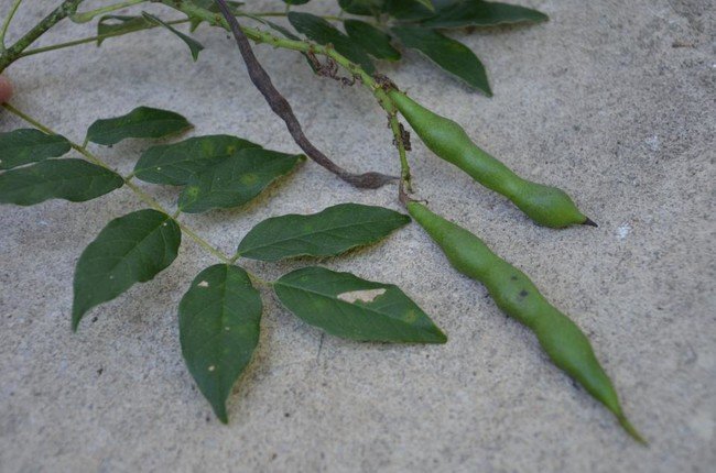 Picture 5 of The fruits absolutely do not eat if lost in the forest