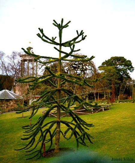 Picture 9 of The fun of plants
