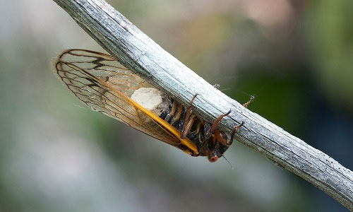 Picture 1 of The fungus forces cicadas to mate when they lose their genitals