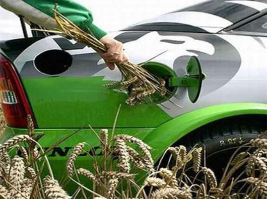 Picture 1 of The future of vehicles powered by 'grass' energy