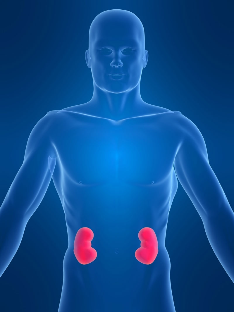 Picture 1 of The gene that causes IgAN kidney disease in humans has been discovered