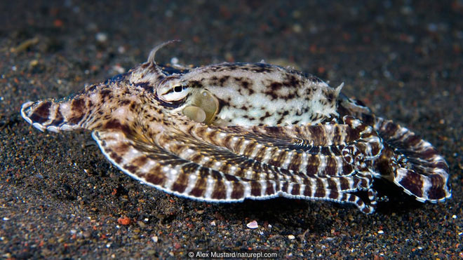 Picture 3 of The genius of the ocean?  Please call the octopus name!
