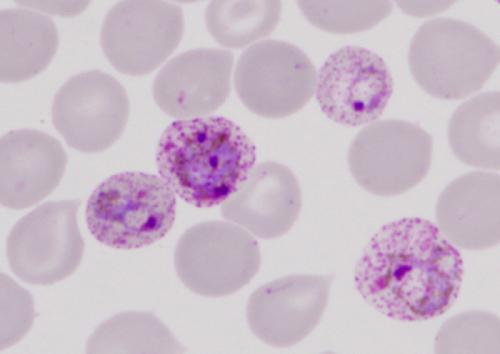 Picture 1 of The genome of the malaria parasite is decoded