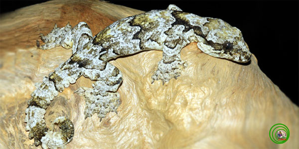 Picture 1 of The gentle animals look spooky