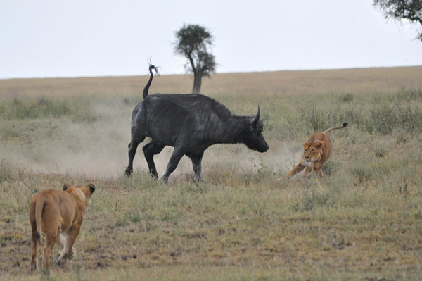 Picture 6 of The ghosts speed in the wild world