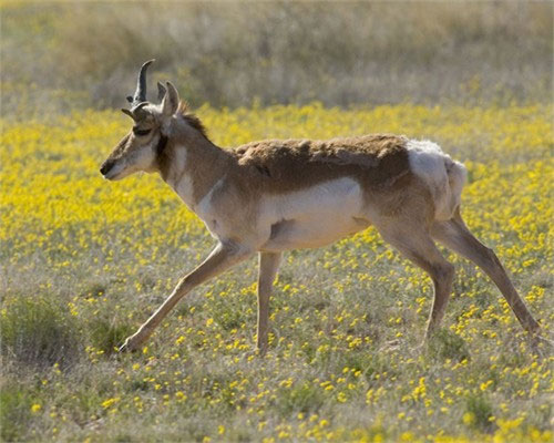 Picture 9 of The ghosts speed in the wild world