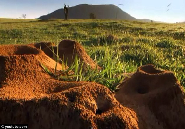 Picture 5 of The giant ants 'wonder is likened to' Great Wall