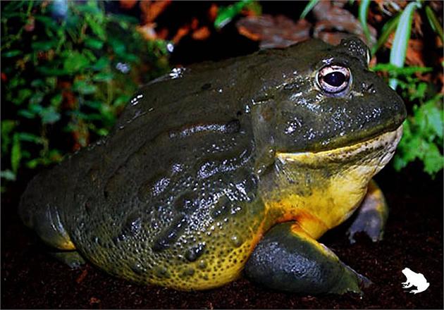 Picture 1 of The giant child of nature