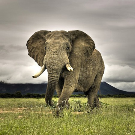 Picture 2 of The giant child of nature