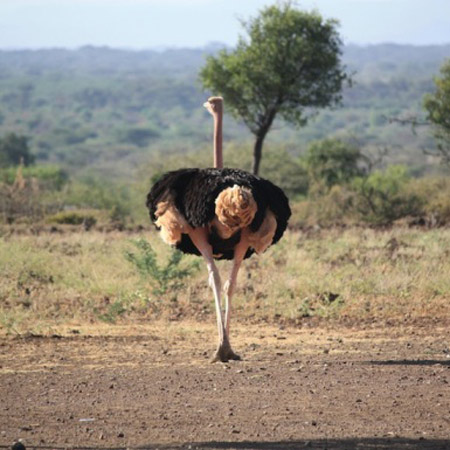 Picture 5 of The giant child of nature