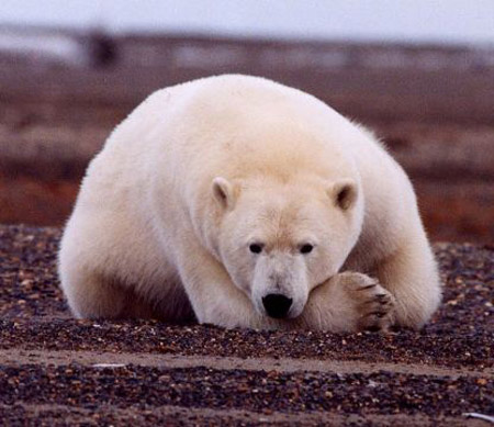 Picture 6 of The giant child of nature