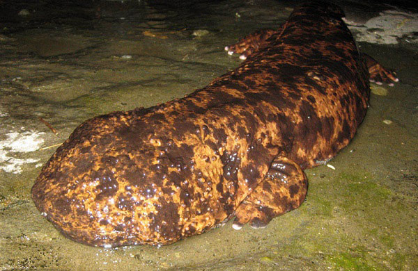 Picture 7 of The giant child of nature