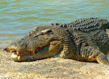 Picture 8 of The giant child of nature