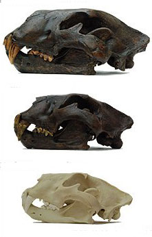 Picture 1 of The giant lion once wandered across Europe