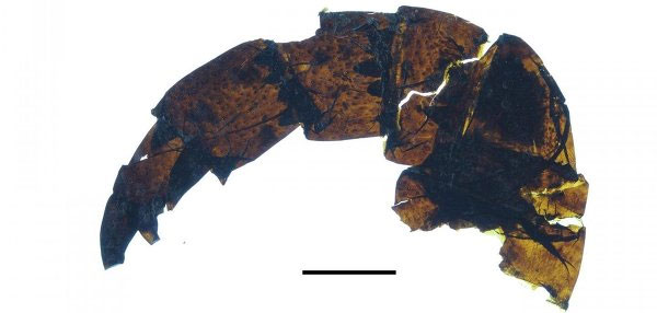 Picture 2 of The giant marine scorpion once raged under the ocean