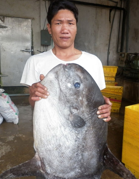 Picture 10 of The giant 'Prime Minister' drifted under the seabed of Vietnam