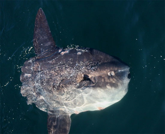 Picture 11 of The giant 'Prime Minister' drifted under the seabed of Vietnam