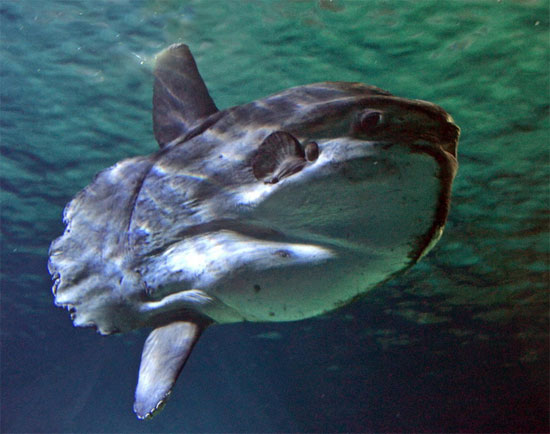 Picture 8 of The giant 'Prime Minister' drifted under the seabed of Vietnam