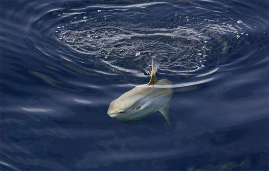 Picture 9 of The giant 'Prime Minister' drifted under the seabed of Vietnam
