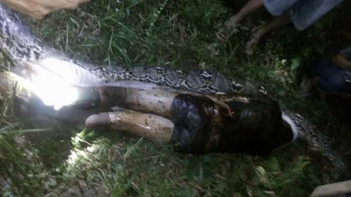 Picture 3 of The giant python repeatedly attacked people in Indonesia?