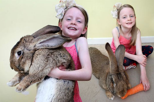 Picture 1 of The giant rabbit eats 4000 carrots in a year