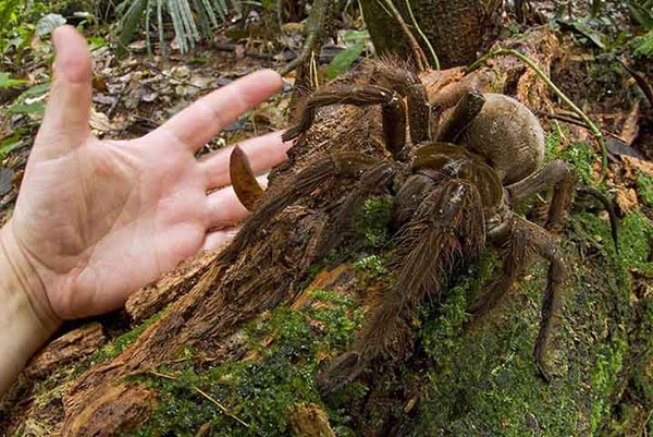 Picture 1 of The giant spider is about the size of a puppy