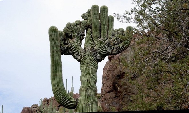 The 'giants' in the desert