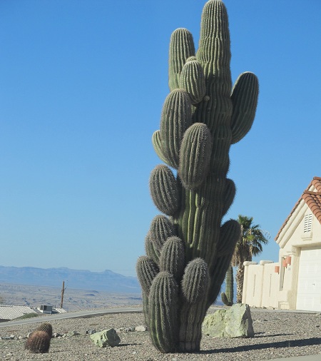 Picture 10 of The 'giants' in the desert